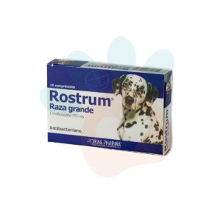 ROSTRUM